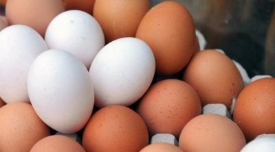 الجامعة العامة للدواجن تحذر من استيراد البيض من أوكرانيا و تركيا