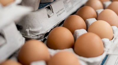 جامعة الفلاحة تطالب بالترفيع في سعر ''حارة'' البيض إلى 1180 مليم 