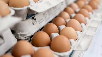 وزارة التجارة: الإنتاج الوطني من البيض يضمن التزويد العادي للسوق