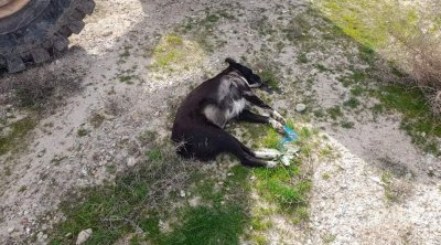 البحيرة : مواطن يقتل الكلاب السائبة عن طريق تسميمهم