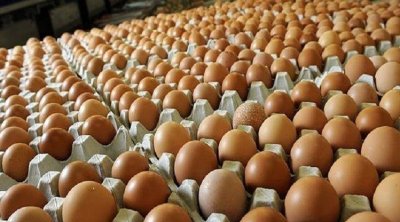 حجز أكثر من 13 ألف بيضة