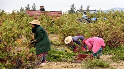 إتحاد الفلاحة يطالب بحماية النساء الفلاحات من مخاطر النقل غير الآمن