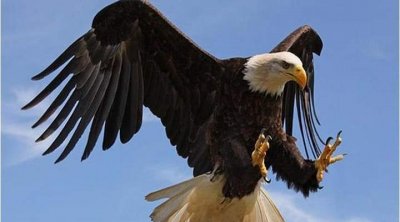  إيقاف تونسيين وقطري وليبي بحوزتهم نسران مدربان على الحدود مع ليبيا 