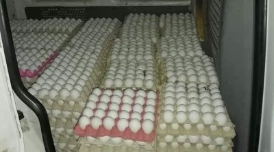 نابل : حجز أكثر من 10 آلاف بيضة معدة للإحتكار‌