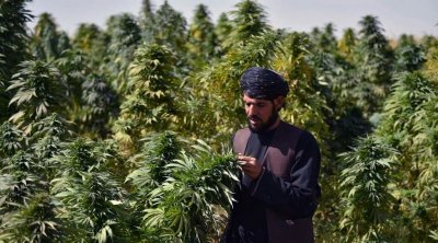 شركة ألمانية تتفاوض مع طالبان لاستثمار 400 مليون يورو في زراعة القنب الهندي