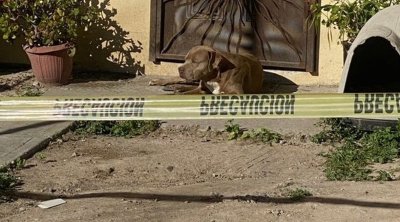 كلب ينتظر عودة مالكته بعد وفاتها (صورة)