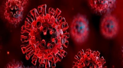 مختص في علم الفيروسات: متحور ''نيوكوف'' تصاب به الخفافيش وفرضية انتقاله إلى الإنسان لازالت قيد الدرس