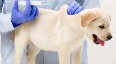 انطلاق الحملات الوطنية لتلقيح الحيوانات