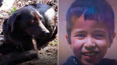 المغرب : كلب الطفل ريان يرابط عند قبره 