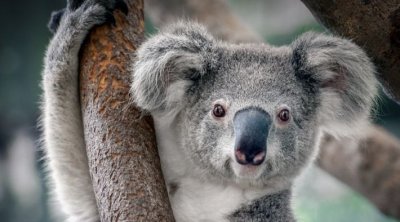 أستراليا تعتبر رسمياً الكوالا حيوانات ''مهددة بالانقراض''