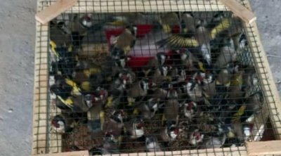 سيدي بوزيد : إحباط محاولة تهريب 420 طائرا من نوع 'الحسون'