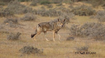 الجمعية التونسية للحياة البرية تستنكر قرار صيد الذئاب في القصرين
