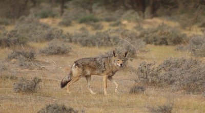 Battue aux loups à Kasserine: l'Association tunisienne de la vie sauvage dénonce cette décision