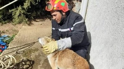 جندوبة : الحماية المدنية تنقذ كلبا سقط في بئر 