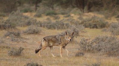 القصرين : إيقاف فوري لحملات صيد الذئاب بعد تحرك المجتمع المدني 