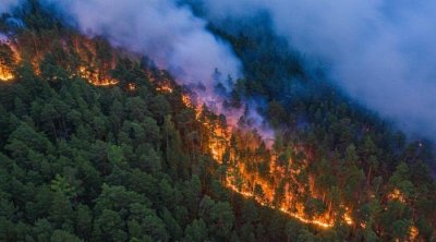 الأمم المتحدة تحذر من زيادة حرائق الغابات في العالم