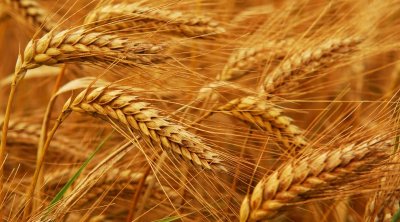 Tunisie : les stocks actuels de céréales couvrent les besoins du pays jusqu’à juin 2022