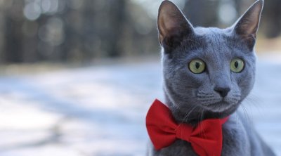 منظمة لمحبي القطط تفرض عقوبات على سلالات القطط الروسية