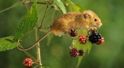 دراسة : أنثى فأر معدلة وراثياً تضع مواليد جدد لوحدها ودون الحاجة إلى ذكر