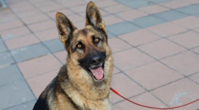 سنة سجنا في حق شرطي قتل كلب زوجته 