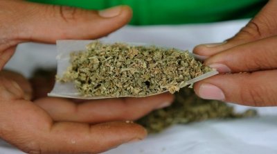 تونس : تكوين اللجنة العلمية من أجل تقنين 'الزطلة' طبيا وصناعيا