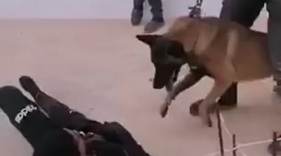 المنستير : ترهيب طفل بكلب شرس في ضيعة فلاحية