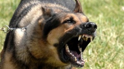 قابس : وفاة تلميذة بمارث على إثر تعرضها لهجوم من كلبين