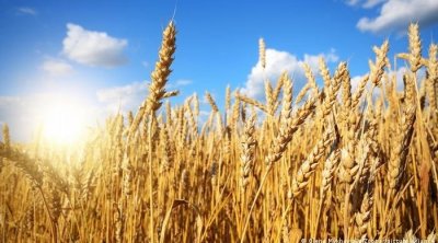 الترفيع في أسعار الحبوب عند الانتاج لتعزيز الأمن الغذائي