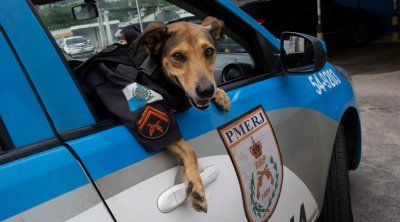 كلب الشرطة يأكل كمية من المخدرات التي ضبطها.. فيتم تبرئة المتهم