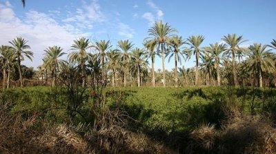 قابس : إندلاع حريق في واحة نخيل بالحامة 