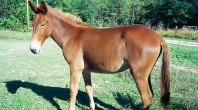 قليبية : يسرقون ''بغلة'' و يطعنونها حتى الموت 