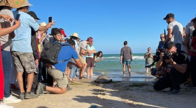 صفاقس : إطلاق 3 سلاحف بحرية من نوع محميّ بعد إنقاذها (صور)