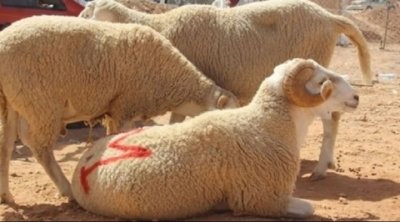 Tunisie : L’Aïd ElAdha sera célébré le 9 juillet 2022