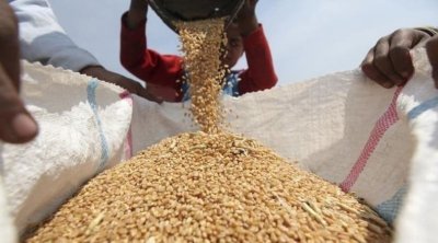 نقابة الفلاحين : صابة الحبوب متوسطة وأرقام وزارة الفلاحة سريالية