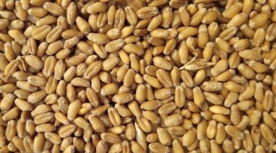 تونس : كميات الحبوب المجمعة وطنياً تناهز 7.433 مليون قنطار