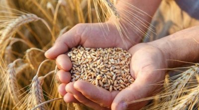 كلفة الحرب الأوكرانية على قطاع الحبوب في تونس 250 مليون دولار