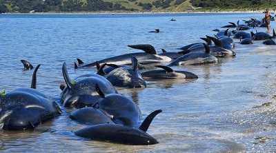 نيوزيلندا : جنوح جماعي يتسبب في نفوق 500 حوت 