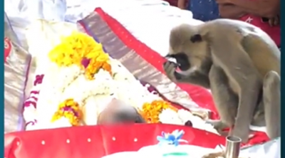 مشهد مؤثر لقرد يودع صاحبه المتوفى في سريلانكا (فيديو)