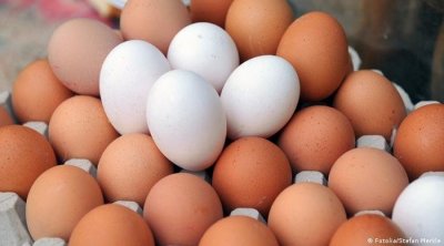 غرفة الدواجن : لا يوجد أزمة في البيض و 1400 مليم هو أقل سعر يمكن أن نبيع به