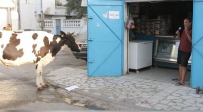 الكرم : عطار يجلب بقرة لحرفائه ويكتب عليها ''أحلب وحدك'' (فيديو)