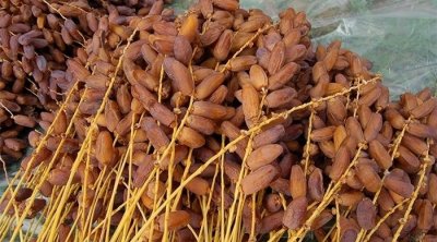قبلي : تقدم بحوالي 25 في المائة في عملية جني صابة التمور