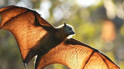 إكتشاف فيروس يشبه كورونا في خفافيش بالصين