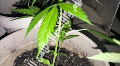 Cité Ezzouhour : Arrestation d’un dealer qui plante la marijuana à son domicile