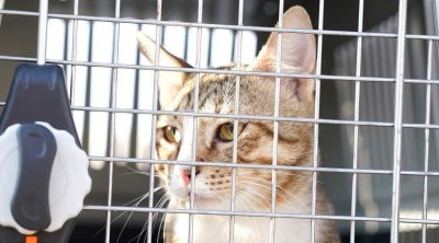 ''ديف''.. قط من قطر يسافر إلى إنجلترا بعد أن تبناه لاعبو المنتخب (صورة )