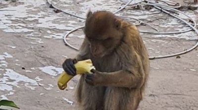 بالفيديو :قرد يقفز بين المنازل في حي المهرجان بتونس العاصمة