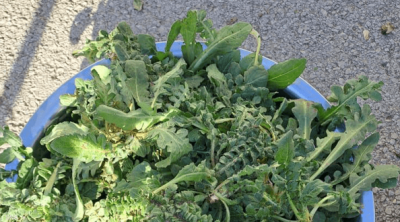 لبنان: سكان عدد من المناطق يواجهون الغلاء بوجبات من ''الحشائش البرية''