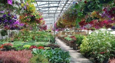 تونس : أعوان التعاونية للمشاتل والبذور الممتازة دون أجور لمدّة 4 أشهر