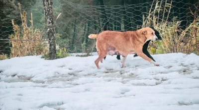 الثلوج تزين مرتفعات الشمال الغربي (صور)