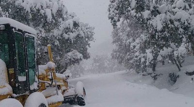 تونس : اليوم دخول ڤرة العنز... و هذه مميزاتها 