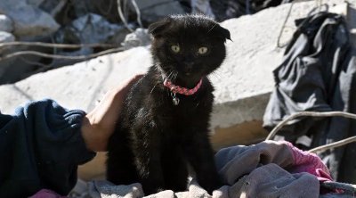 تركيا : إنقاذ القطة أمل بعد 178 ساعة تحت الأنقاض